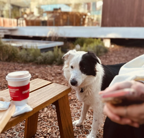 Dog Cafe