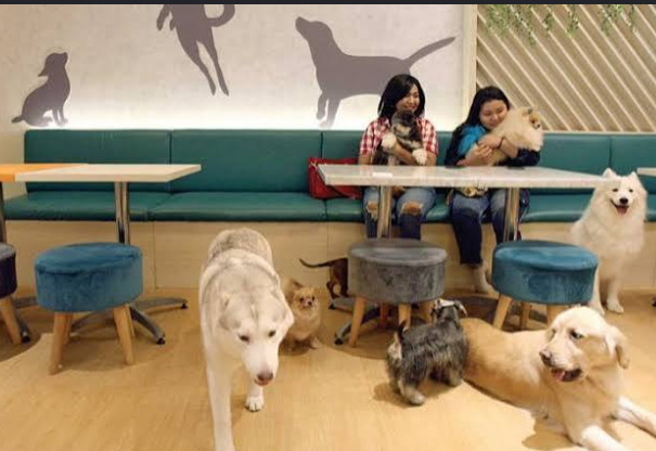 dog caffe Main ke Dog Cafe Bisa Bikin Pikiran Lebih Tenang? Ini Alasan Kenapa Nongkrong Bareng Anjing Jadi Mood Booster